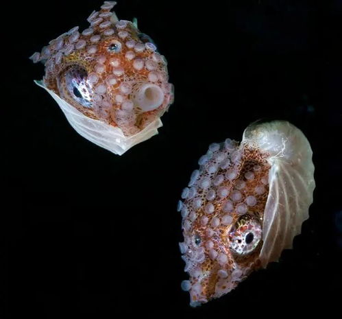 绚丽多彩 形状奇异的海洋生物,与陆地生物完全不相同