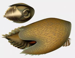 古生物学家发现5亿年前捕食者,外形酷似宇宙飞船