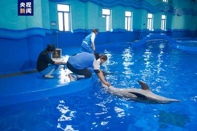 海南首个成功救治的搁浅海豚顺利放归大海