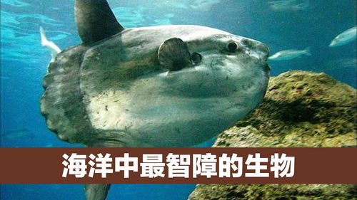 海洋中最智障的生物