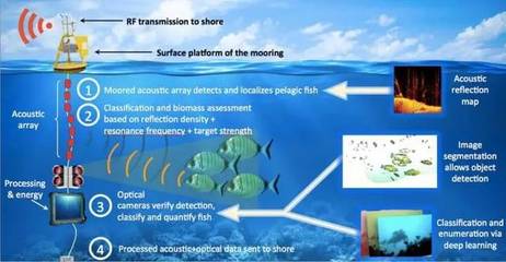新型自动化系统:可实时监测鱼群!